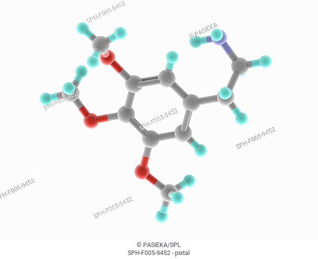 Mescaline, molecular model. Naturally occurring psychedelic alkaloid of the phenethylamine class. Atoms are represented as spheres and are colour-coded: carbon...