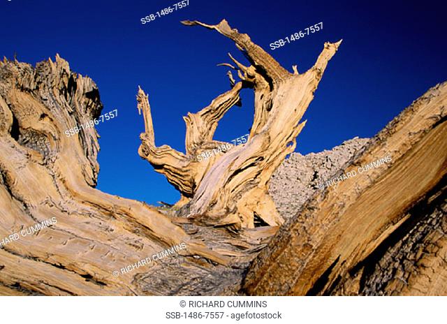 Bristlecone Pines White MountainsCaliforniaUSA