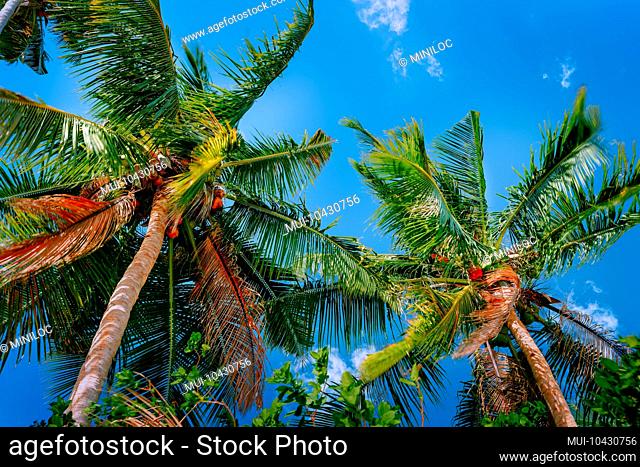 Low angle view coconut palm tree against blue sky