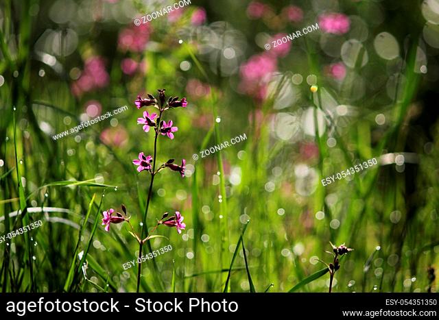 Red wild field flowers silene dioica and grass