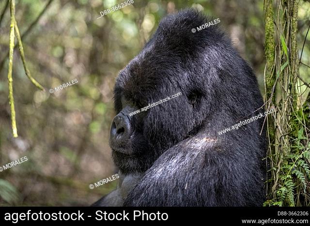 Africa, Uganda, Mgahinga, The Mgahinga Gorilla National Park in Uganda adjoins the Virunga National Park in the Democratic Republic of the Congo and the...