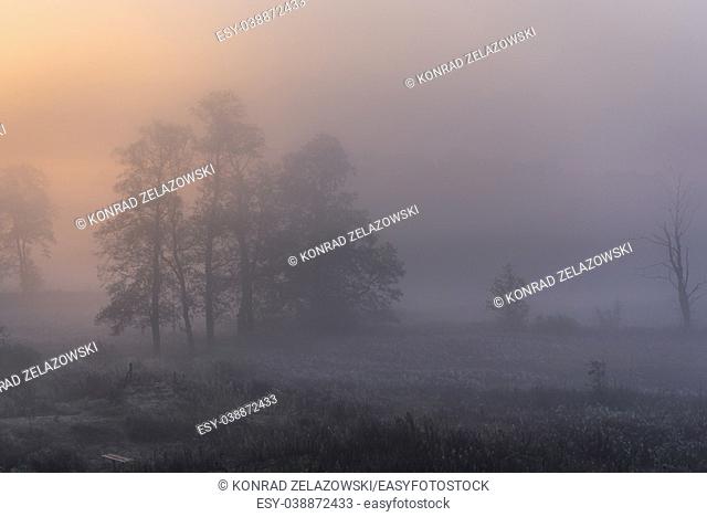Morning fog in Gorki village, Sochaczew County on the edge of Kampinos Forest, large forests complex in Masovian Voivodeship of Poland