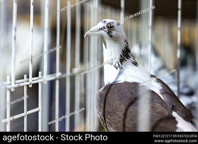 17 December 2022, North Rhine-Westphalia, Dortmund: A carrier pigeon sits in its cage in the exhibition hall. More than 10