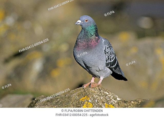 Feral Pigeon Columba livia adult, perched on rock, Gloucestershire, England, february