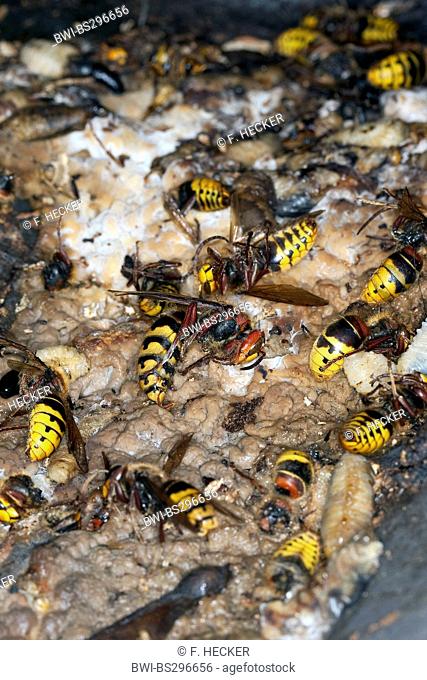 hornet, brown hornet, European hornet (Vespa crabro), dead hornets and larva on waste under hornet nest in late autumn, Germany