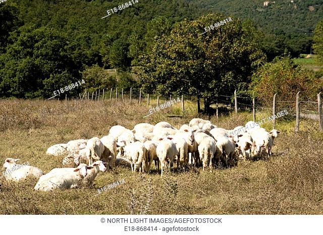 Italy, Tuscany.  Herd of sheep huddle together in  farm field