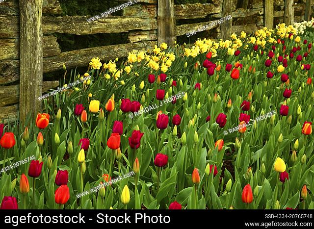 Colorful Tulips and Daffodils in Bloom in the Roozengaarde Garden in Skagit Valley in Washington