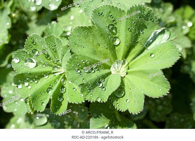 Lady's Mantle, leaf with raindrops, Alchemilla vulgaris