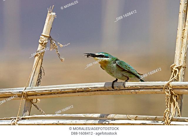 Blue-cheeked Bee-eater (Merops persicus), Socotra island, listed as World Heritage by UNESCO, Aden Governorate, Yemen