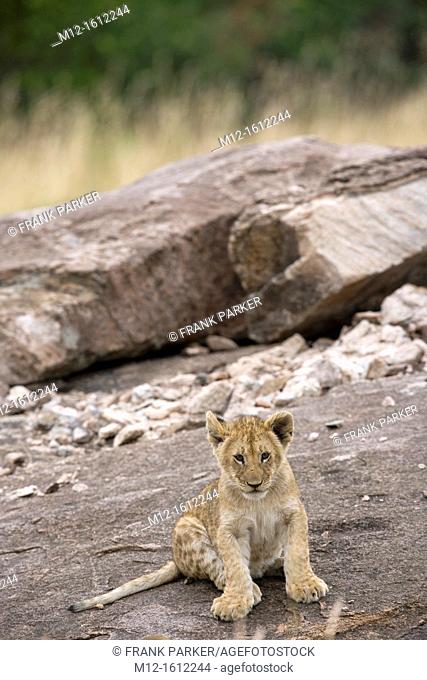 Lion cub on the rocks in Masai Mara - Kenya