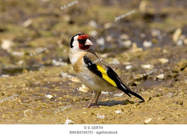 Eurasian goldfinch (Carduelis carduelis), drinking at the shore, Austria, Burgenland, Neusiedler See National Park, Neusiedlersee NP