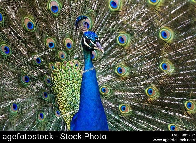 Close up view of the peacock bird showing off his beautiful feathers