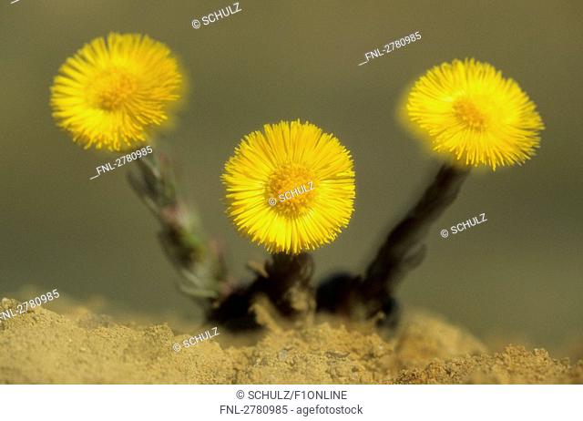 Close-up of Coltsfoot Tussilago farfara flowers, Schleswig-Holstein, Germany