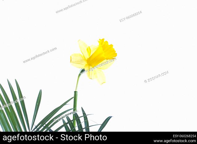 a yellow flower on a leaf