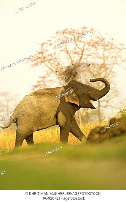 Asian Elephant (Elephas maximus) at Kaziranga National Park, Assam, India