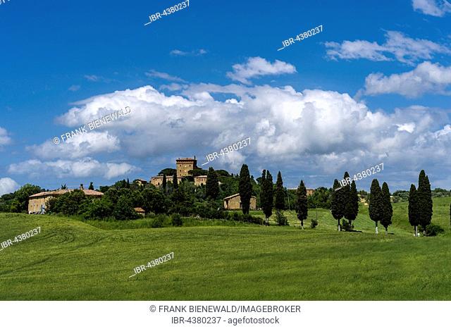 Typical Tuscany landscape in Val d’Orcia with hills and cypresses, Pienca, Tuscany, Italy