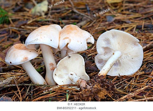 Spotted toughshank, Spotted Toughshank mushroom, Spotted coincap (Collybia maculata, Rhodocollybia maculata), five fruiting bodies on forest floor, Germany