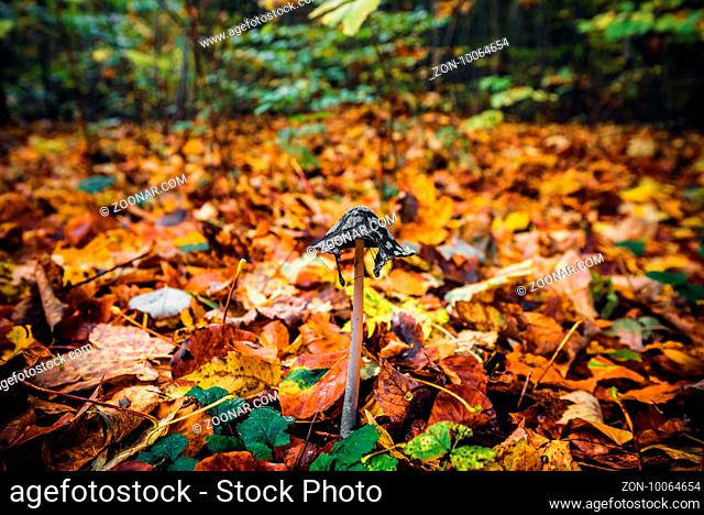 Coprinopsis picacea mushroom among autumn leaves in the forest in the fall with autumn leaves in beautiful autumn colors