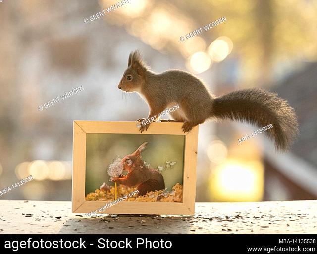 red squirrel is standing on an 3d print with frame