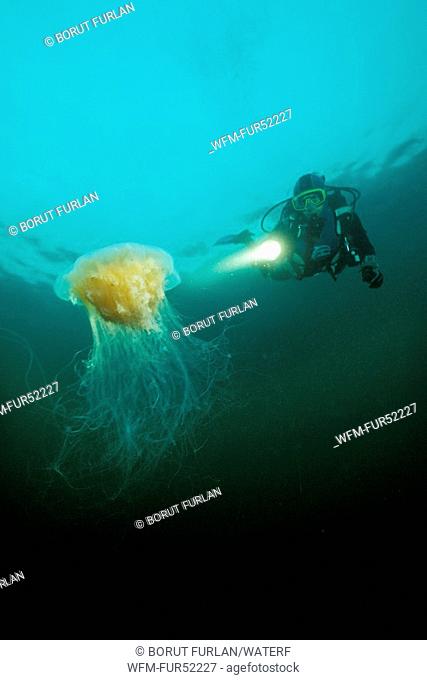Diver and Lions Mane Jellyfish, Cyanea capillata, Alesund, North Atlantic, Norway