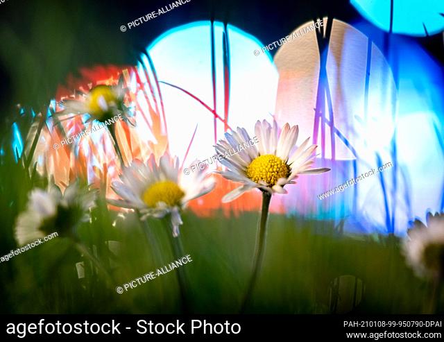 08 January 2021, Hessen, Frankfurt/Main: Daisies bloom in the middle of winter on a nocturnal meadow at the edge of a busy road