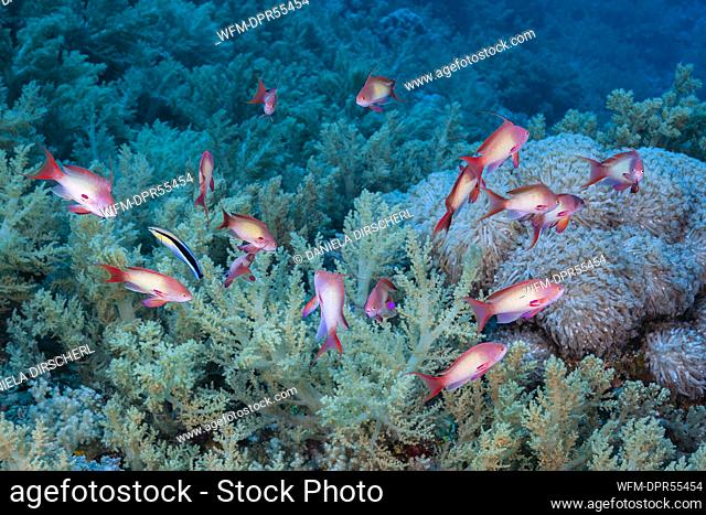 Lyretail Anthias at Cleaning station, Pseudanthias squamipinnis, Brother Islands, Red Sea, Egypt
