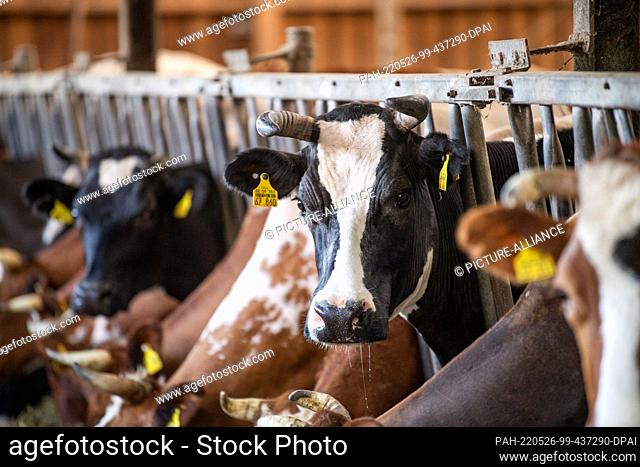 PRODUCTION - 25 May 2022, North Rhine-Westphalia, Harsewinkel: Cows of the organic farm Strotdrees stand in a row in a barn and eat hay