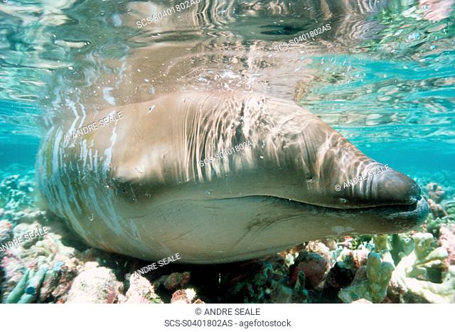 Beaked Whale stranded on coral reef during low tide Mesoplodon sp Mili, Marshall Islands N Pacific