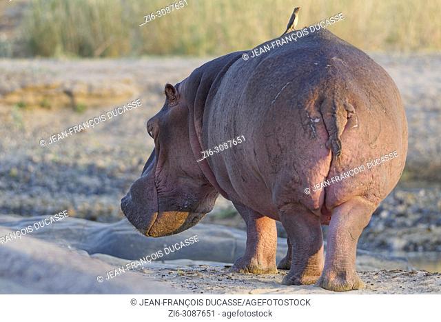 Hippopotamus (Hippopotamus amphibius) standing in the riverbed Olifants with two red-billed oxpeckers (Buphagus erythrorhynchus) on its back