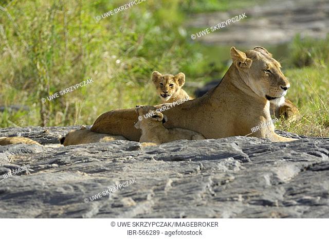 Lion (Panthera leo), mother with cubs, Masai Mara, Kenya