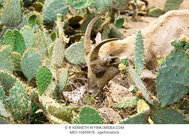 Desert Bighorn / Big-Horn SHEEP - Eating Prickly Pear Cactus (Ovis canadensis nelsonii). Southern California, USA