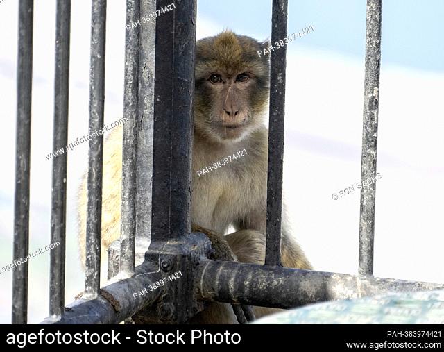 A wild monkey looks through a fence in Gibraltar, United Kingdom on Wednesday, November 2, 2022. These monkeys are the only wild monkey population on the...