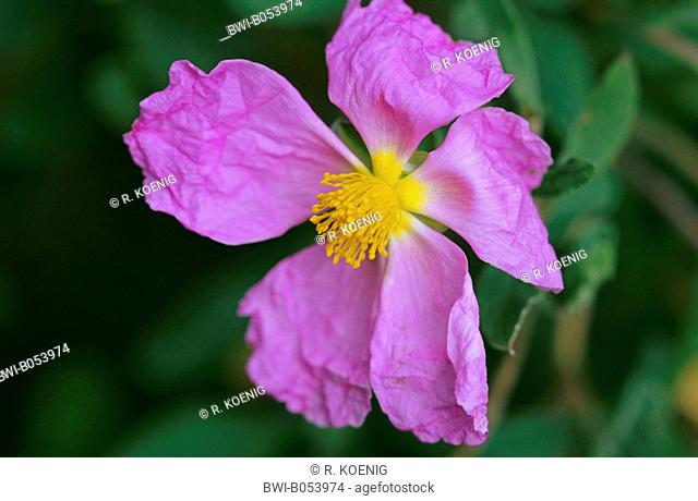 pink rock rose (Cistus villosus tauricus, Cistus incanus tauricus), flower