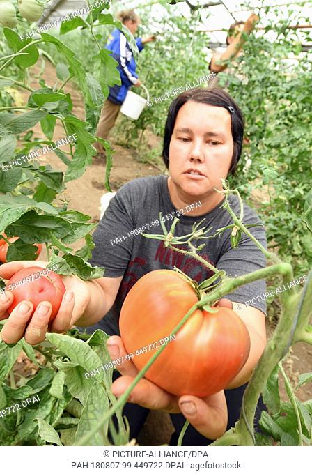 08/02/2019, Latdorf: In the nursery Schmidt in Latdorf near Bernburg, employee Jana Bernhardt harvests tomatoes of the variety ""Bulgarian giants""