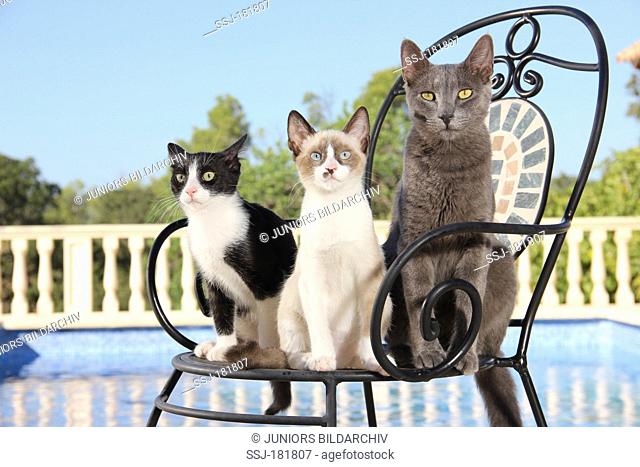 Domestic cat. Three young cats (3 month old) sitting on a garden chair next to a swimming pool