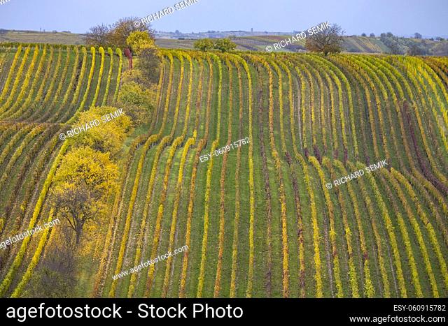 Autumn vineyard near Cejkovice, Southern Moravia, Czech Republic