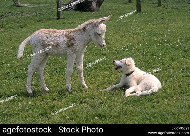 Dwarf donkey, foal with young dog