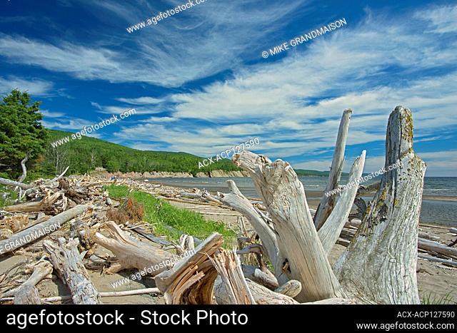 Driftwood along La Plage de Penouille (Atlantic Ocean) Forillon National Park Quebec Canada