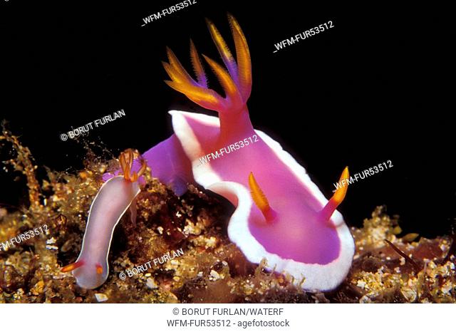 Pink Dorid Nudibranch, Hypselodoris bullockii, Puerto Galera, Mindoro Island, Philippines