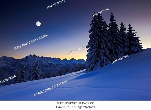 Alps, Alvier, Alviergruppe, Alvier range, view, tree, mountain, mountain panorama, mountains, massif, trees, digitale Komposition, dusk, twilight, spruce