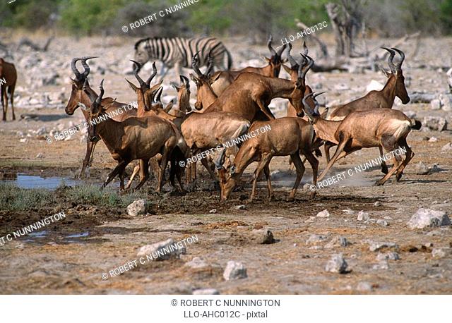 Herd of Scattered Red Wildebeest Connochaetes taurinus on the Bushveld Plain  Etosha National Park, Namibia