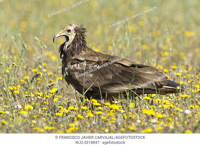 Egyptian vulture (Neophron percnopterus), among flowers in a meadow in Extremadura, Spain