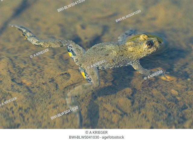 yellow-bellied toad, yellowbelly toad, variegated fire-toad Bombina variegata, swimming, Germany