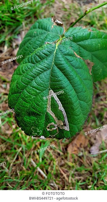 shrubby blackberry (Rubus fruticosus), leaf with feeding tunnel, Germany