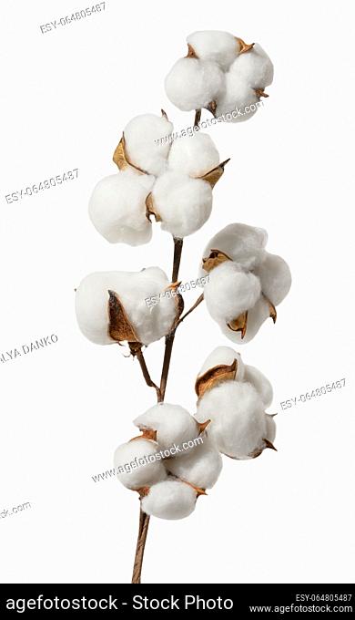Dry cotton branch on white isolated background