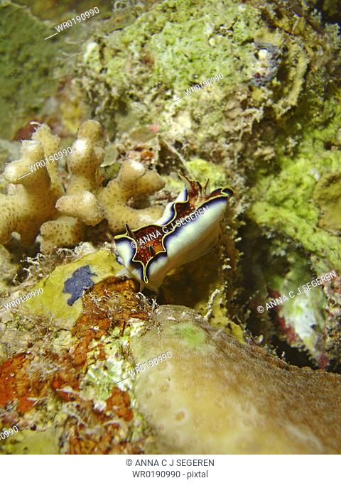 Red Sea chromodoris or Charlotta's chromodoris Chromodoris Charlottae, shown here in the act of mantel flapping Little is known of this species habits or...