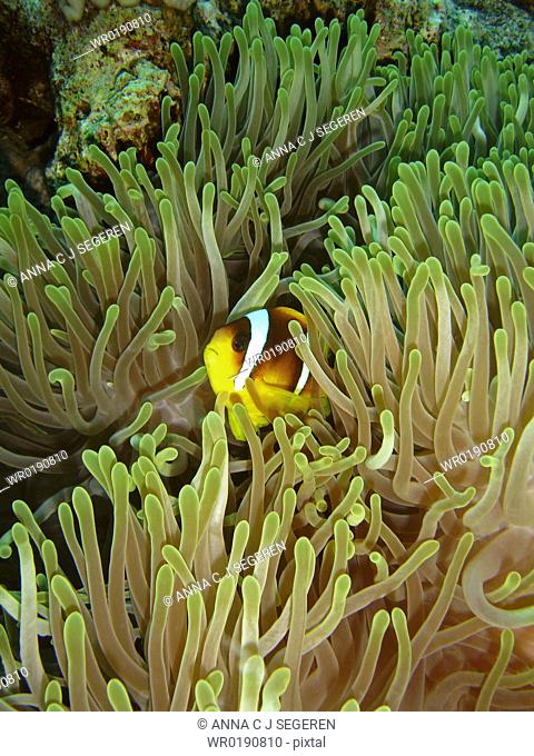 Red Sea anemonefish Amphiprion bicinctus in Magnificent anemone Heteractis magnifica Anemone City, Sharm El Sheikh, South Sinai, Red Sea, Egypt A4 only
