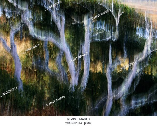 Blurred motion abstract of California, USA. live oak trees, Tomales Bay, Point Reyes National Seashore, California, USA
