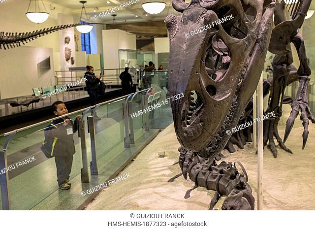 United States, New York, Manhattan, Upper West Side, American Museum of Natural History, Fossil Hall, dinosaur Allosaurus