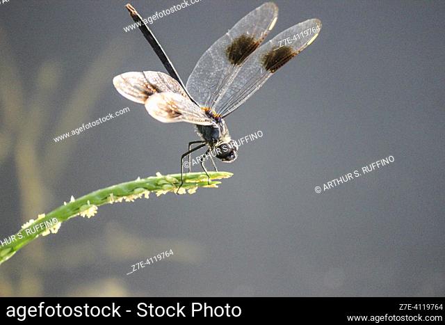 Four-spotted pennant dragonfly (Brachymesia gravida) in obelisk position. Macro, Florida, U.S.A